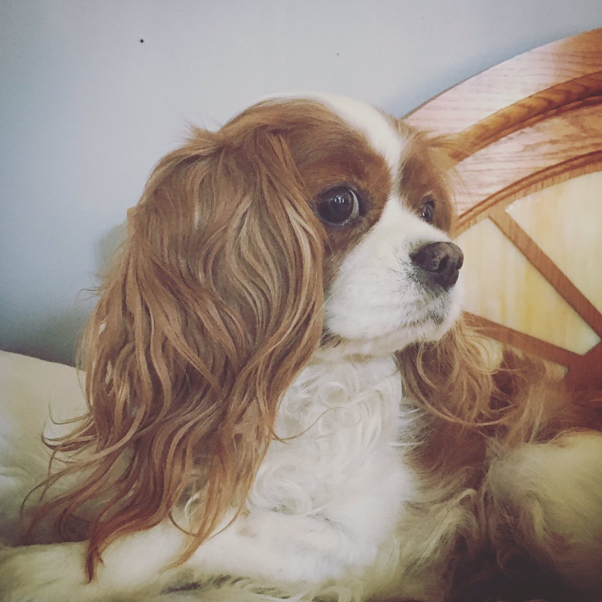 Where did he go?! #peskyfly #bedhead #stillbeautiful #mybestfurend