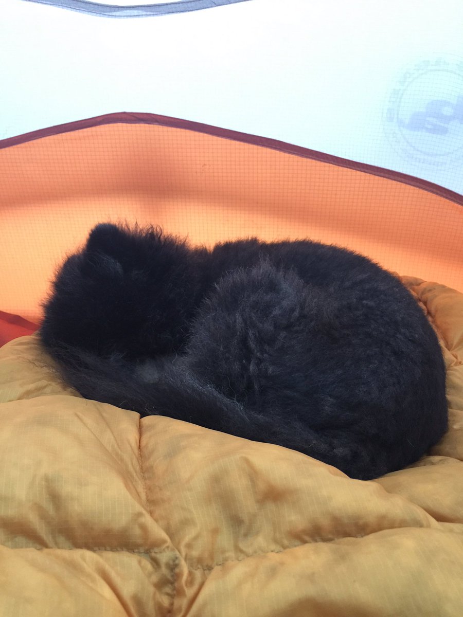 tipsytea's tweet photo. Campsite morning with this perfect #pom at #DanaPoint 🐶 #tentlife #bigagnes https://t.co/jbkT9AXGtp
