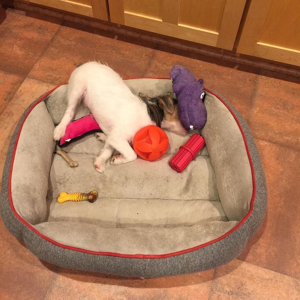 LesKnits's tweet photo. Guys, being a puppy is hard. #Keepergram #parsonrussellterrier #foxwarrenterriers #heartso… https://t.co/2G1kpNt7xv https://t.co/RnS81IIMXL