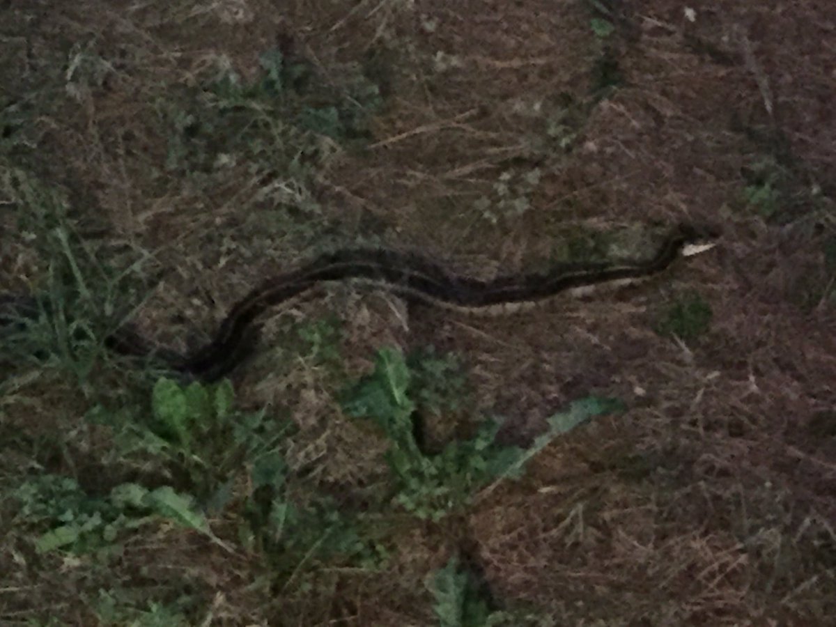 learningcurve54's tweet image. Someone was looking for academic assistance last night.👀📚🐍 #thelearningcurvellc