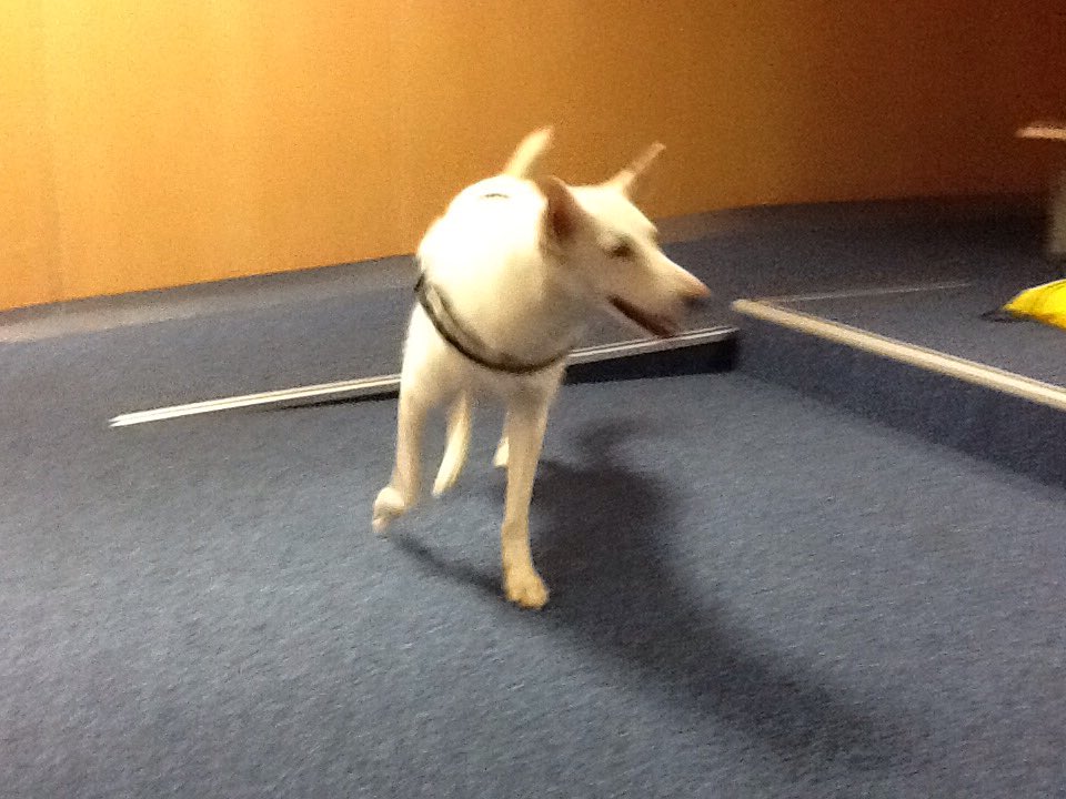 AFA Corredor del Henares tweet media