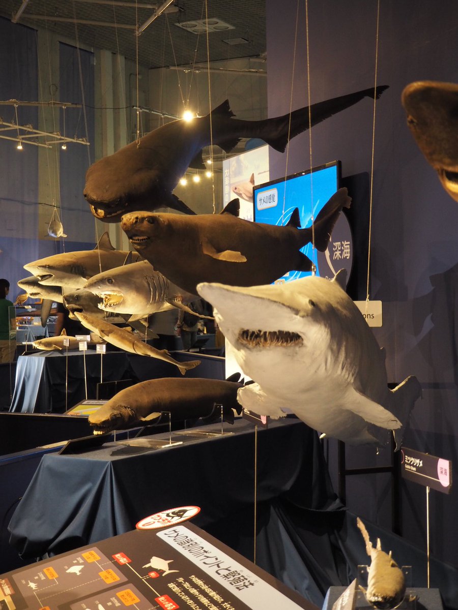 深海フトツノザメ胎児（コーティング済。剥製） 【公式通販】