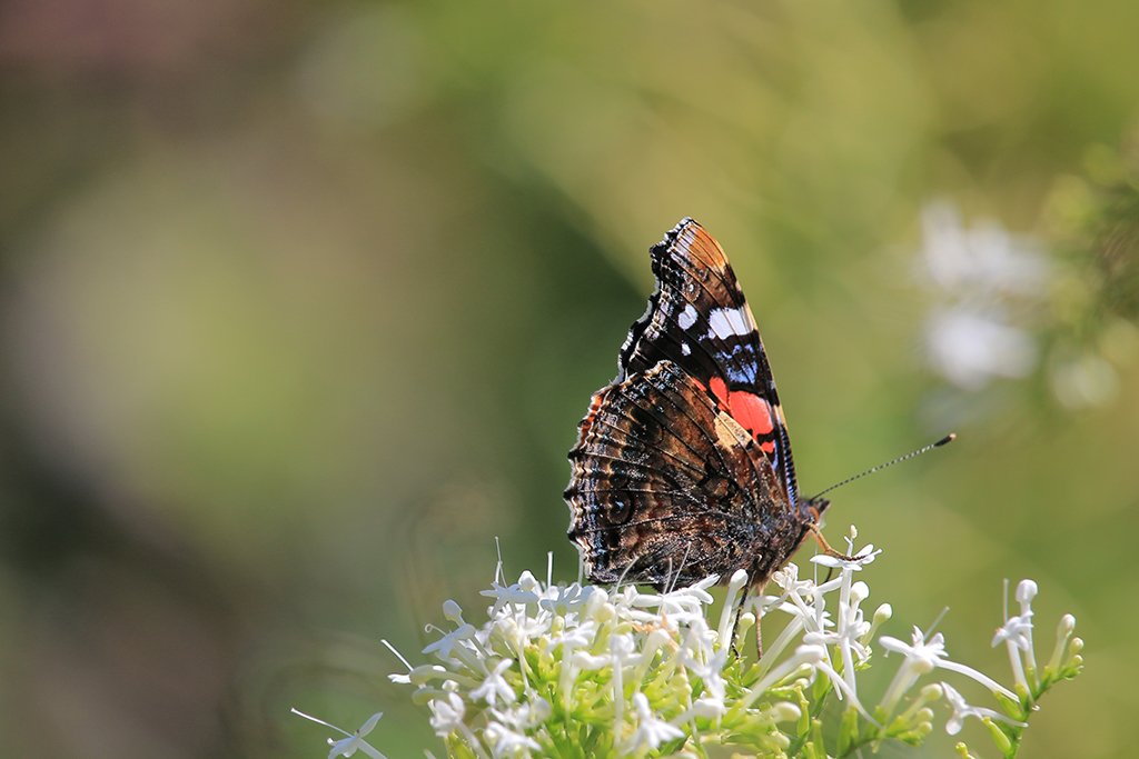 The white Vallerian (Centranthus ruber Albus) seems more attractive to butterflies than the red. tinyurl.com/h5duzny  #butterfly