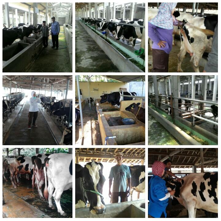 dispertabwi's tweet photo. Wujud optimis invest sapi perah bwi, terus berkemb utk perekonomian yg lbh baik @a_azwarnas @DrhBenny @nsugiharto https://t.co/Er6nbKsZ48