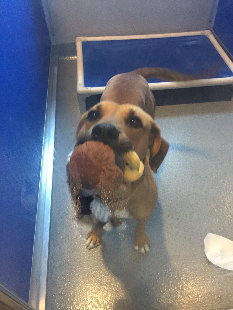 spcaoftexas's tweet photo. Did you know that when u donate 2 the SPCA of TX on #NTXGivingDay that ur helping to make sure pets like Alisha have toys 2 play with https://t.co/9O9a9ABklN