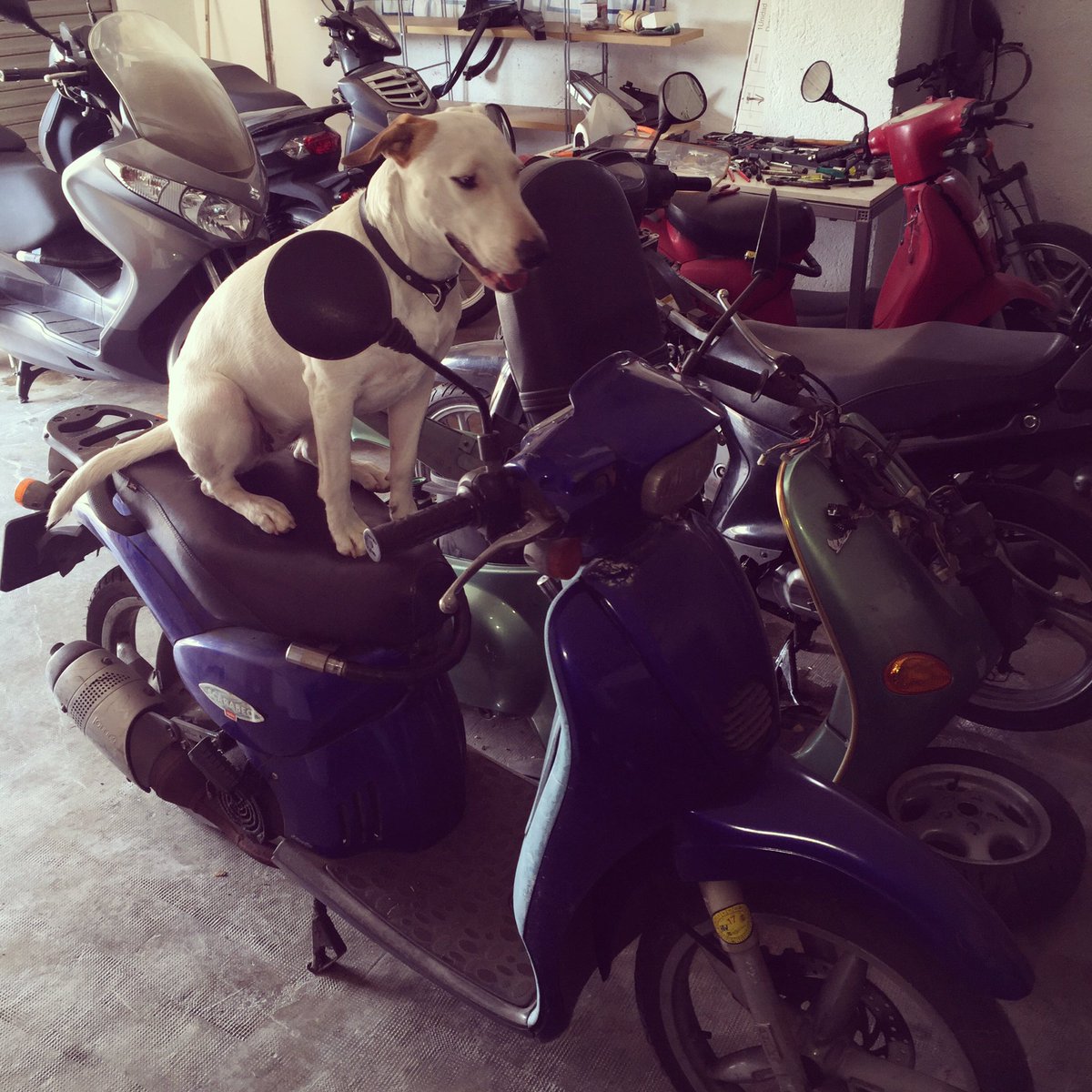 Al perrito de amqm recambios también le gustan las motos! #dog #AragonGP #bikeparts #perros #bullterier #amqm #dogs #recambiodemotos
