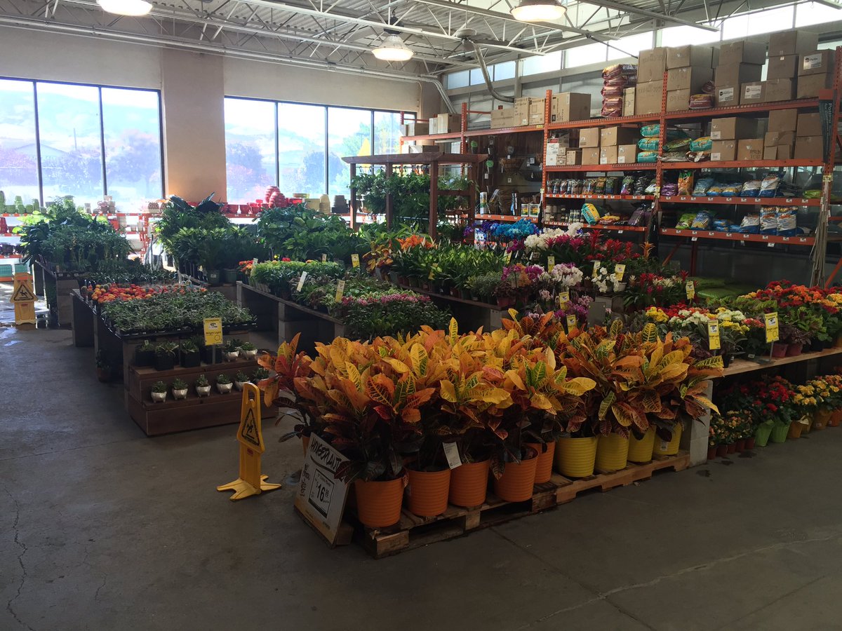Timateo22's tweet photo. Outstanding tropical foliage at 3310 Reno! #pacnorthproud https://t.co/tdEy6fUUSl