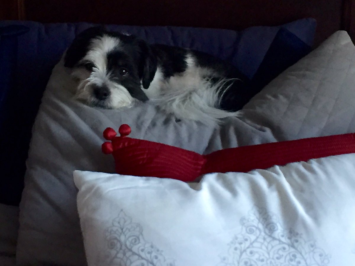 MelindaRoederTV's tweet photo. My dog. Such a tough life. Lounging in a pile of pillows. #slackerdog https://t.co/hOsgkmYTUU