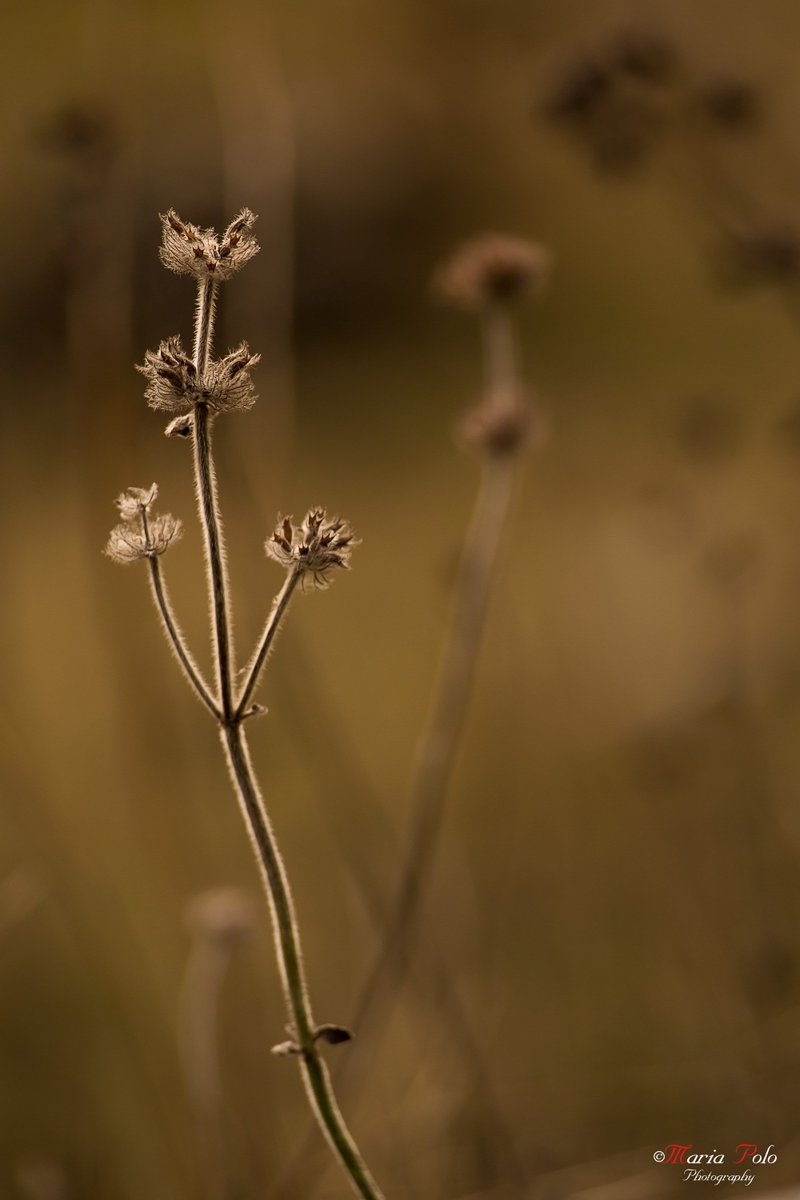 merys80's tweet image. "No siempre conseguimos lo que queremos, pero tarde o temprano la vida nos concede aquello que merecemos"...
© Maria Polo 
#ThePhotohour