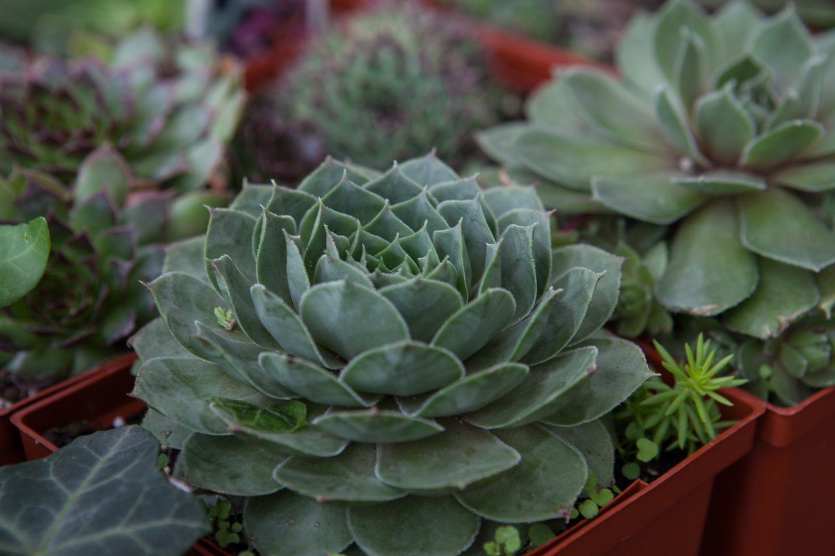 1 Hotel Central Park tweet media