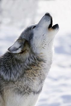 lourdesuwvb's tweet photo. CALLING ALL GRAY WOLVES! We need your support tonight at our match against Cornerstone VB. 7PM @ the new rec center!! 🐾🏐 #getpawed https://t.co/LGGZU6O9gN
