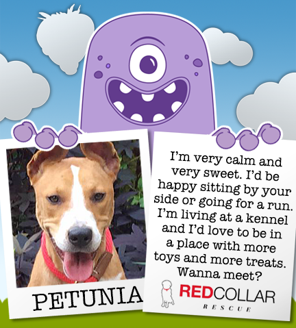It's RED Collar Rescue Wednesday. Petunia is waiting for a foster/forever home. Email info@redcollar.org for more info. #rescuedog #rescue
