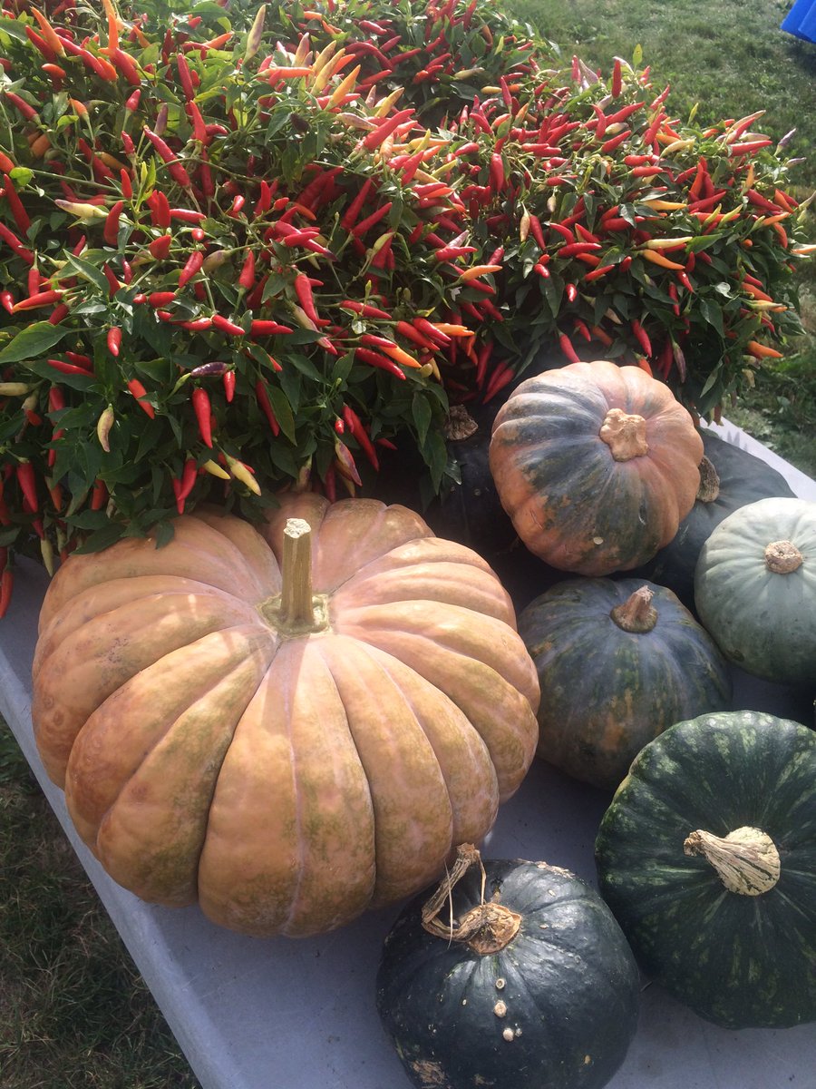 EverettMarket's tweet photo. Pumpkins have arrived at the Everett Farmers' Market! We will be at our Glendale Park location till 6PM!! Join us!! #eatclean #supportlocal https://t.co/IpfgAJ6J5H