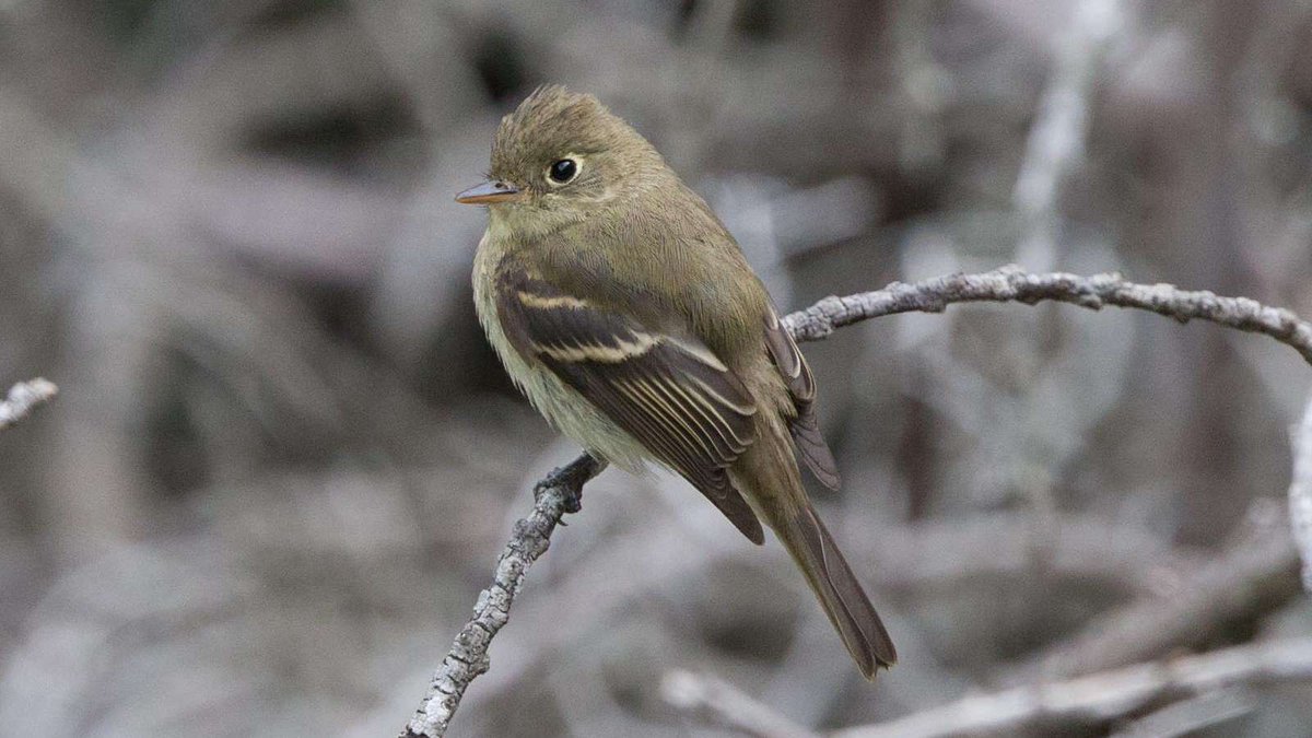 garybnunn's tweet photo. Big push PACIFIC-SLOPE FLYCATCHER now San Diego, perky juv with buffy wingbars, fresh plumage #Canon #Glassfirst #birds #birding #Empidonax https://t.co/dt60yhXnNa