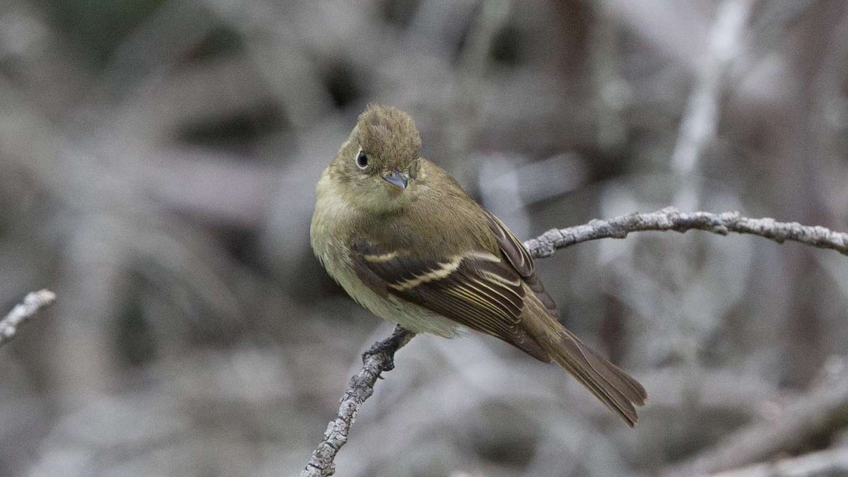 garybnunn's tweet photo. Big push PACIFIC-SLOPE FLYCATCHER now San Diego, perky juv with buffy wingbars, fresh plumage #Canon #Glassfirst #birds #birding #Empidonax https://t.co/dt60yhXnNa