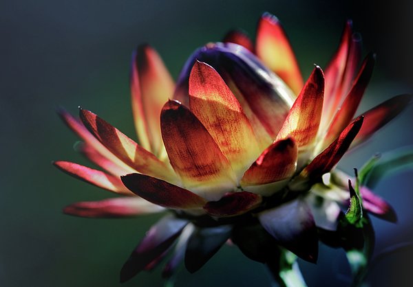 New artwork for sale! - "Glowing Wild Flower Nr. 2" - fineartamerica.com/featured/glowi… <a href="/fineartamerica/">Fine Art America</a>