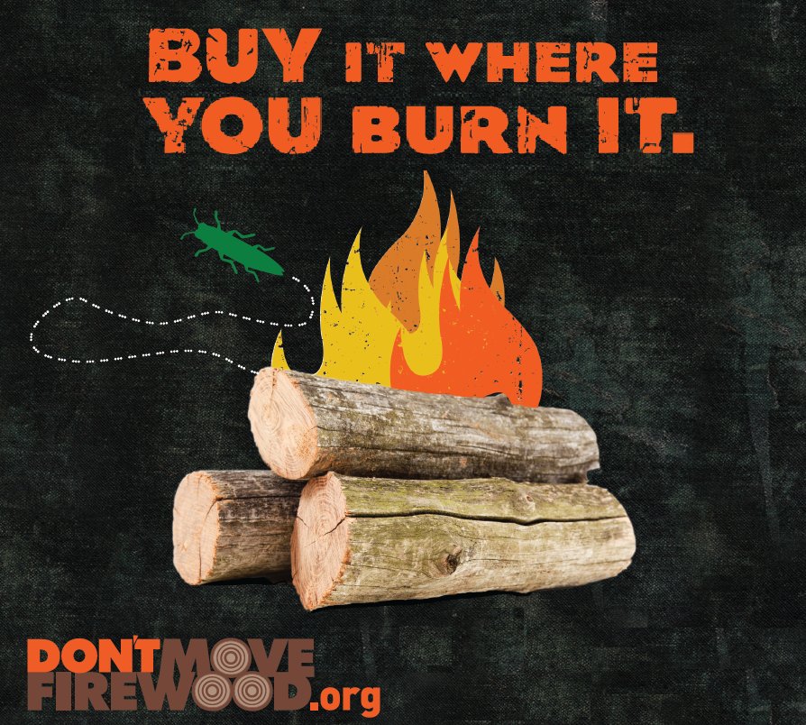 Don't Move Firewood tweet media