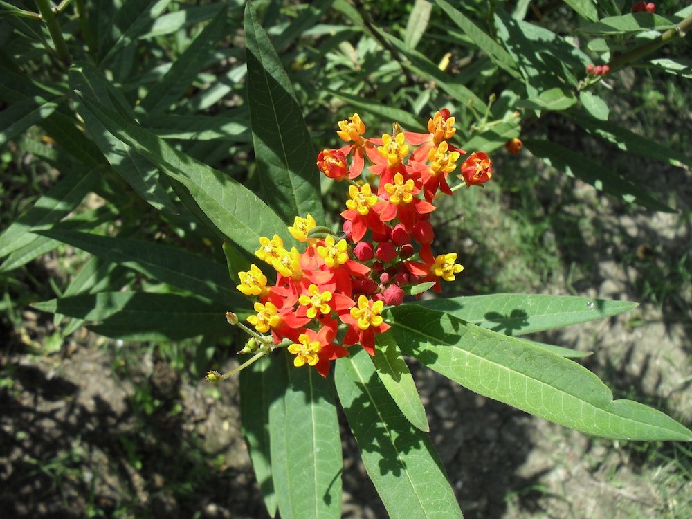distritotec's tweet photo. Si quieres adoptar asclepias para beneficiar a la mariposa monarca, todavía estás a tiempo. Regístrate en https://t.co/twV8Lhx9TW https://t.co/Y72xOzu6PJ