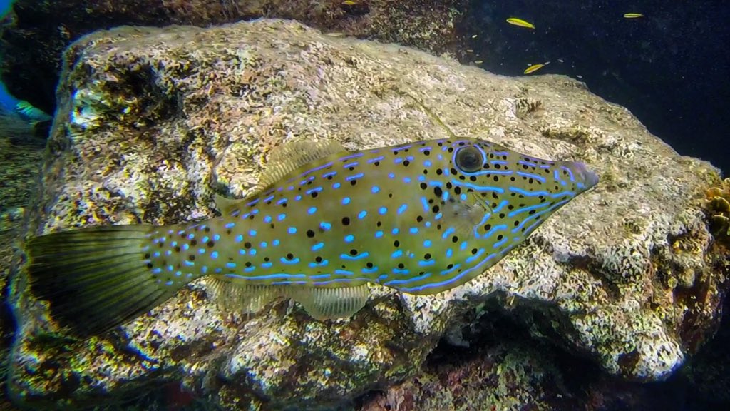 Pirate_Patrick's tweet photo. Another neighbor of Buddy's Reef! Beautiful blue 🐠🇧🇶 #bonairebucketlist #delta @BonaireTourism https://t.co/0g5ojrN792