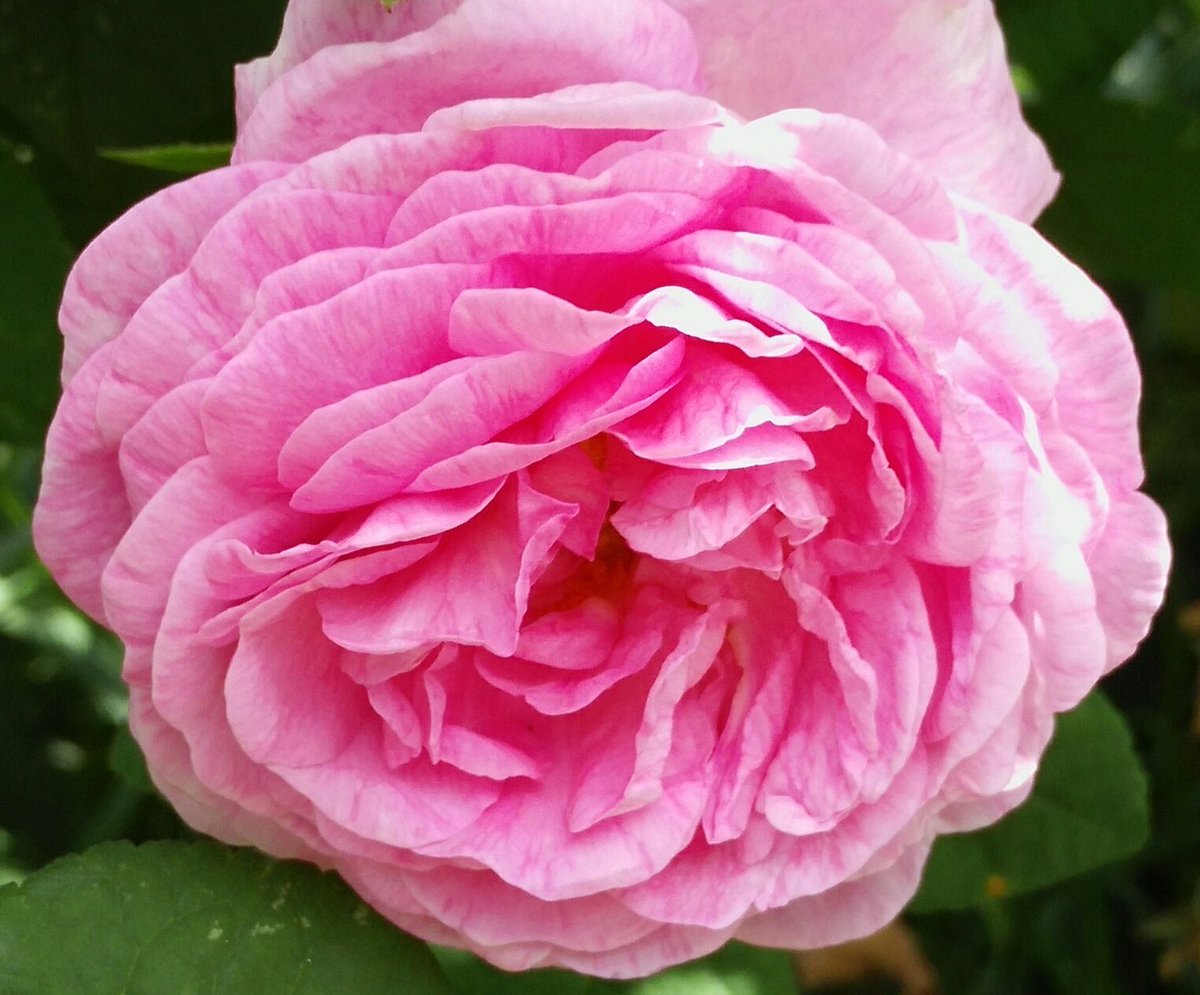 slowsquirrel's tweet photo. #warmcolor #rosepinkrose #slowsquirrel https://t.co/8PtbXxarCa