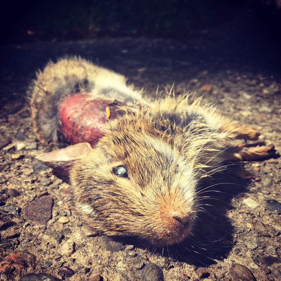 parisreview's tweet photo. Least-Favored Animals: On Confronting Death, in the Road and Elsewhere https://t.co/c81rFDaYHT https://t.co/4swXbPbLbh