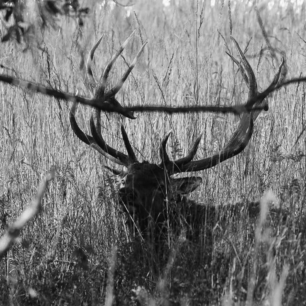 huntinguru's tweet photo. Had you found one in hiding yet? Those aren't all branches there 😜 #wapatiwednesday #TheGu… https://t.co/WobtvsqOfO https://t.co/g4qEXLwlLK