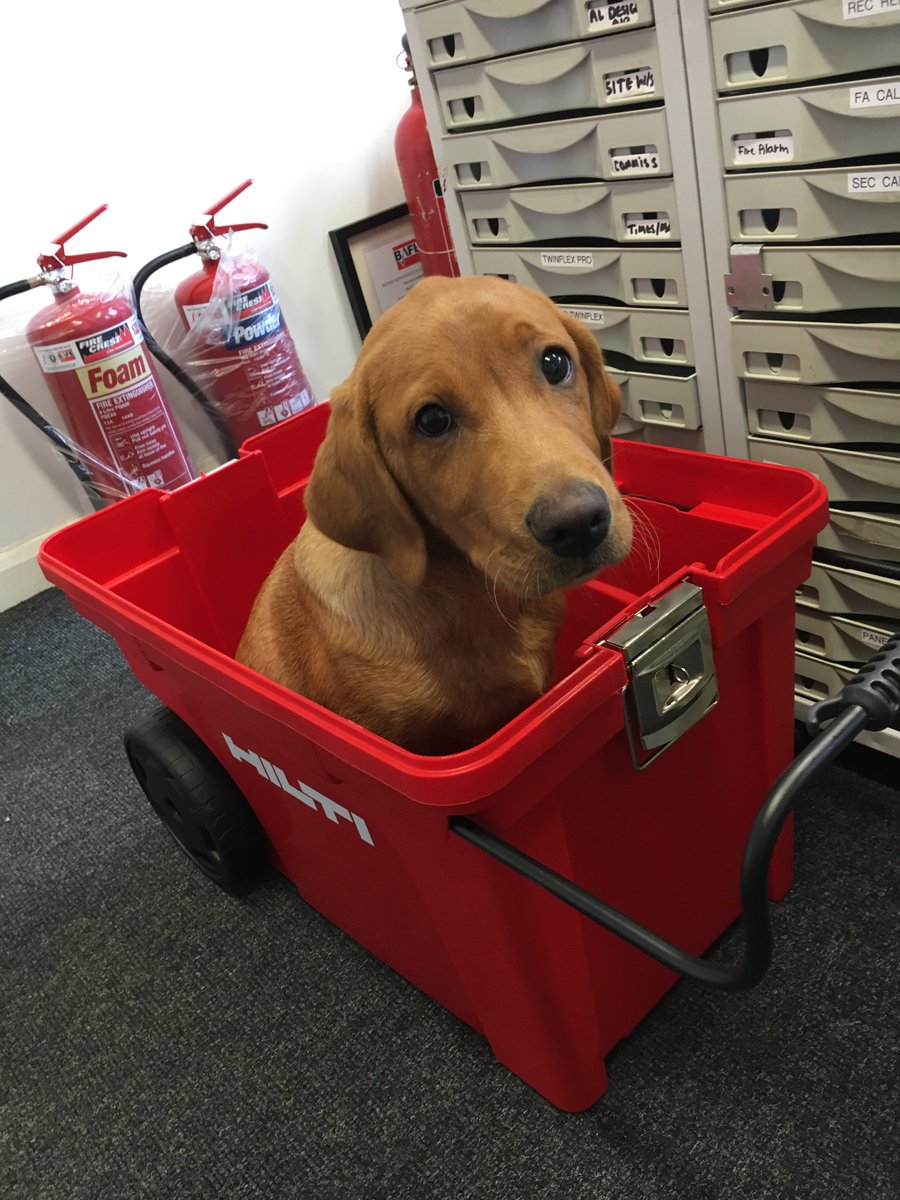 firecrestfire's tweet photo. Newest member of our team: Monty, who seems to like the @HiltiGB crate he's found! https://t.co/KkgYjgKaiB