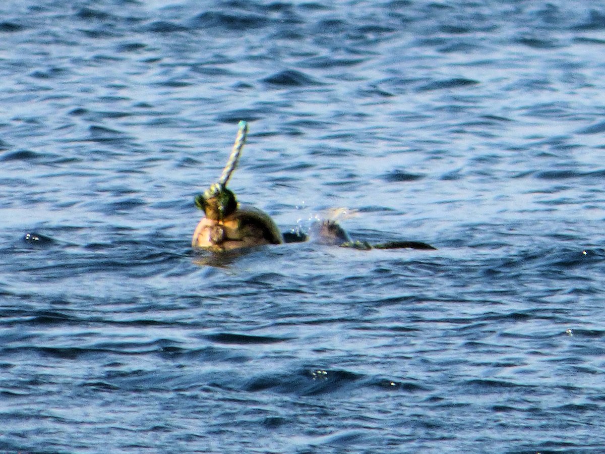 Hjetlandi's tweet photo. Bored seal playing with a buoy, #Maywick #Shetland @ScotWildlife @ShetlandWild @WildlifeMag @PromoteShetland https://t.co/5VQrZ8NwHU
