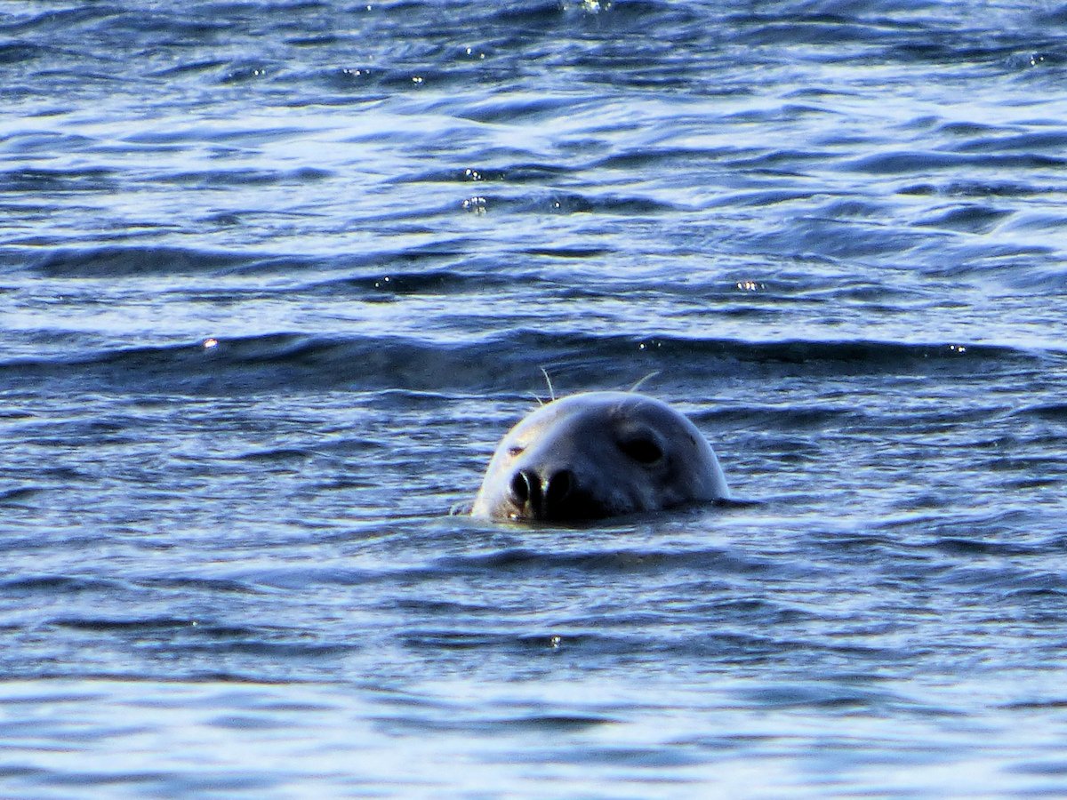 Hjetlandi's tweet photo. Bored seal playing with a buoy, #Maywick #Shetland @ScotWildlife @ShetlandWild @WildlifeMag @PromoteShetland https://t.co/5VQrZ8NwHU