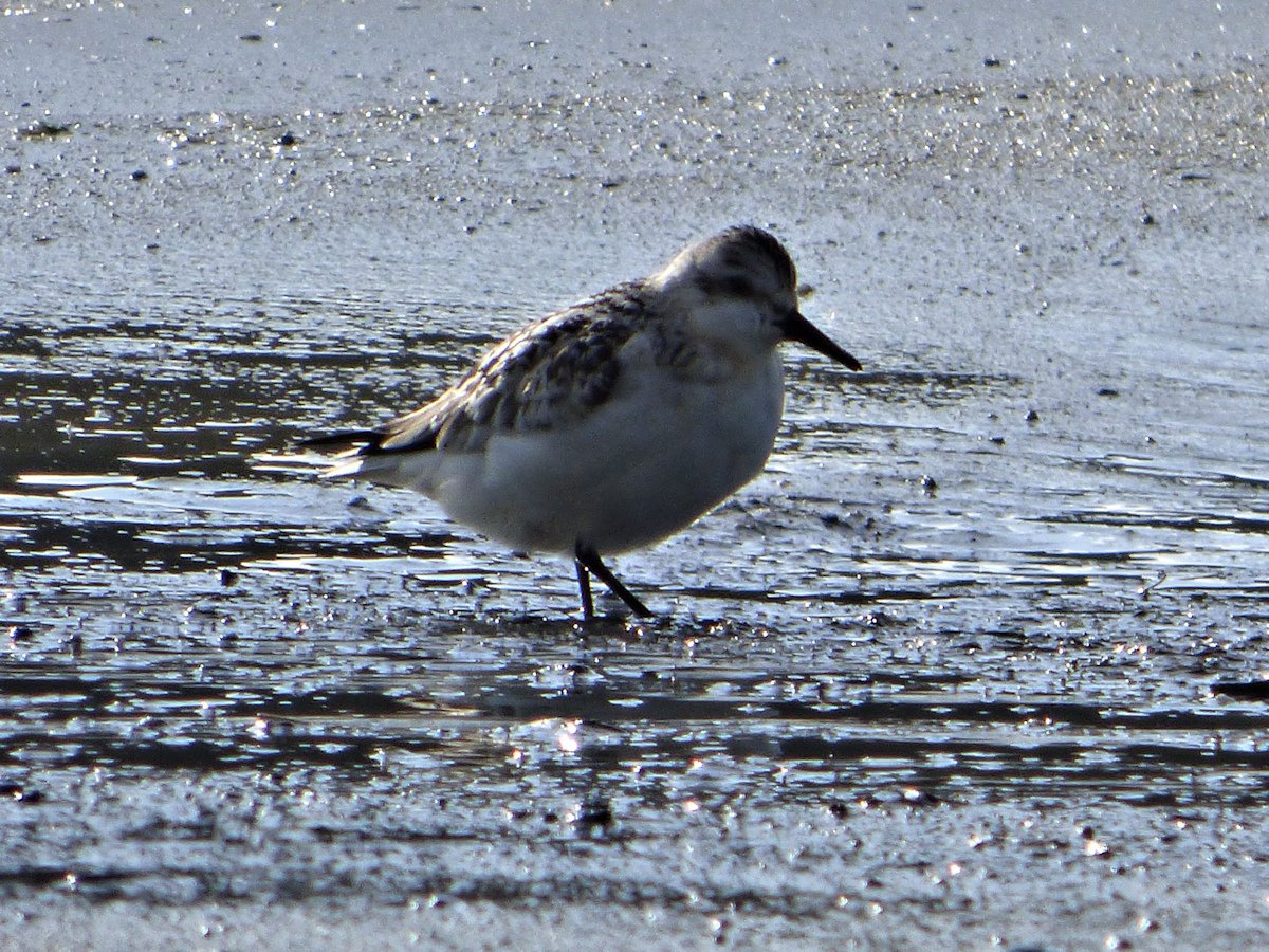 Hjetlandi's tweet photo. Hunting in the ebb #Maywick #Shetland @ShetlandWild @ScotWildlife @wildlife_uk @WildlifeMag @PromoteShetland https://t.co/tXVBn4shIF