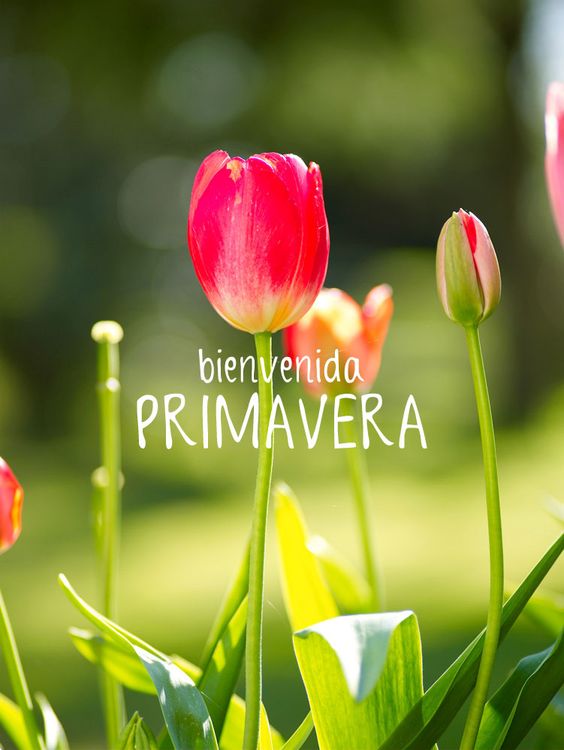 SolwaysTours's tweet photo. #FelizPrimavera https://t.co/2yr8HXtrg3