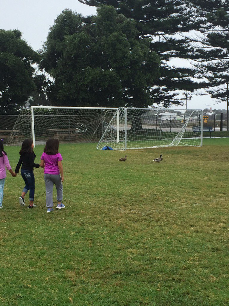 CardiffKids's tweet photo. The wet grass attracted a couple of duck friends to join us at recess! https://t.co/QqO77YC4cE