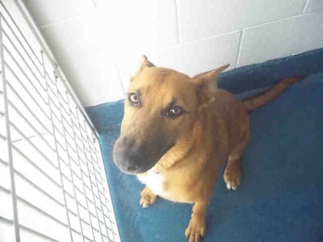 DeathRowDogs_'s tweet photo. FRED. Probably gives great advice on all major life decisions. Very wise. Available at Pearland Adoption Center https://t.co/mYmorV45S3