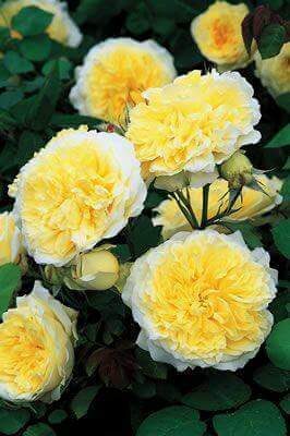 Princs_Ross's tweet photo. @LiaUse @Beacienta @01STEFY_T @MAR_CARP1 @AdmidalaReina @MARIALUISAMAR5 😱😱 te quedo hermoso😎😎😄#FelizPrimavera🌹 https://t.co/iIhxf5m6zc