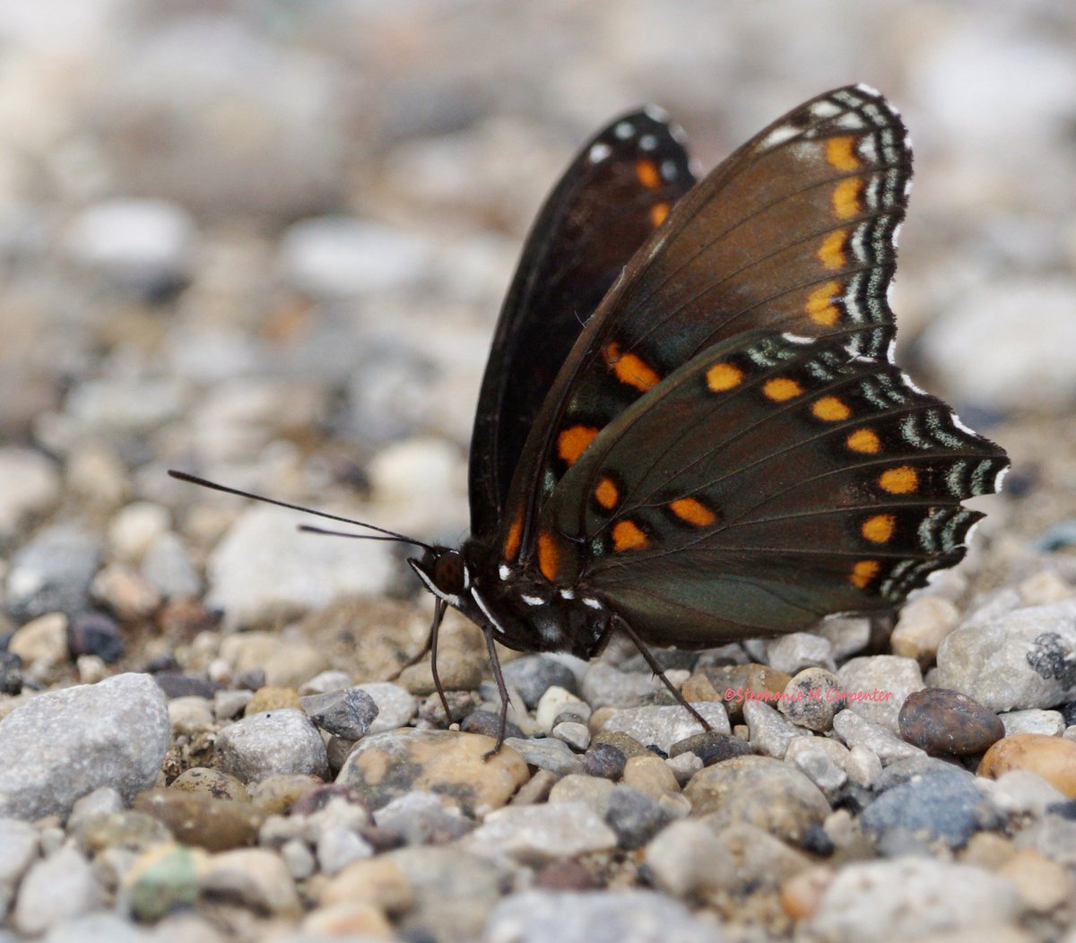 MrsStephie412's tweet image. #Butterfly #Beauty #BeautifulWings #critters #ThingsThatFly