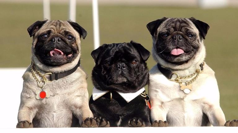 STV News tweet media