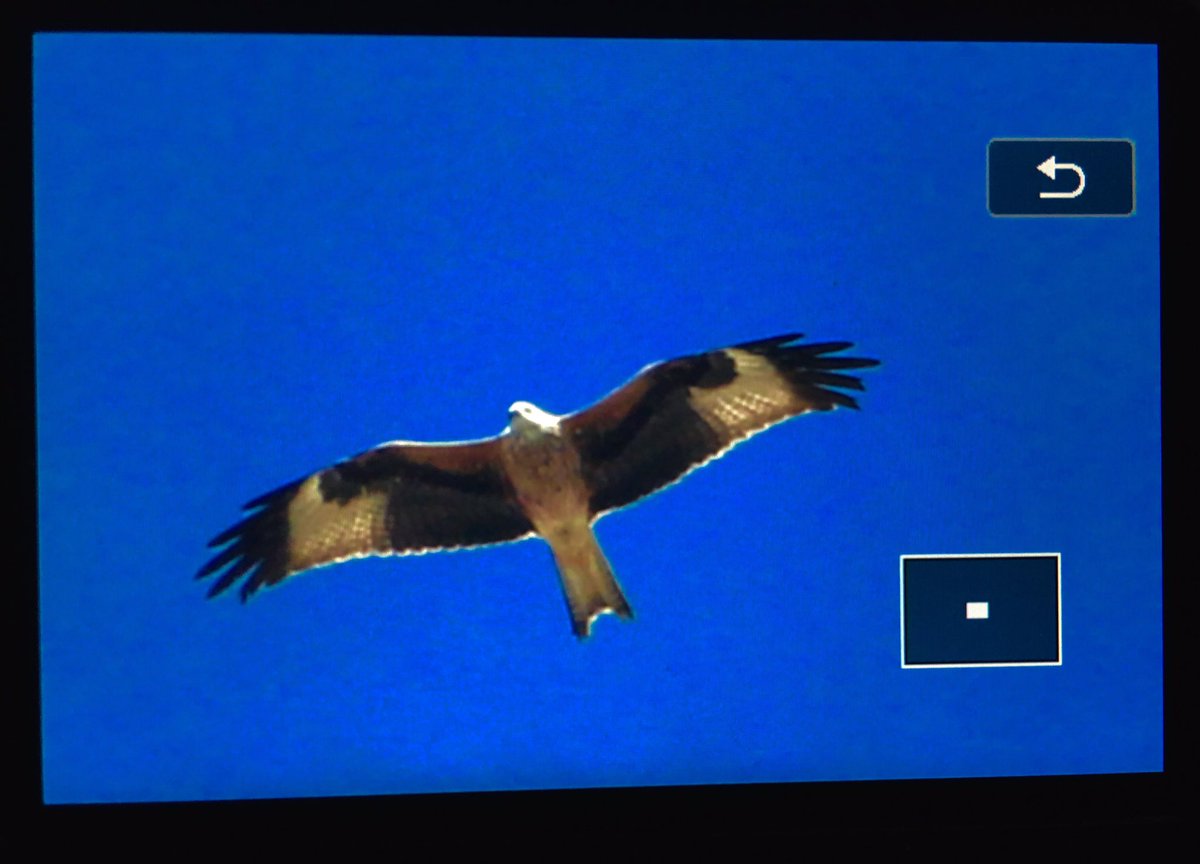 almartinezperez's tweet photo. Impresionante migración en #Estrecho Imperial joven, Pescadora, Milano y Garza reales... @FundacionMigres @birdingstrait https://t.co/YKdHVstp5t