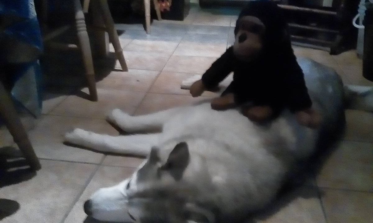 JohnnyVedmore's tweet photo. @Hannah_Biscombe has a Husky called Echo who loves his Monkey!
#dogs #husky #dogsoftwitter #dogsofinstagram #dog16 https://t.co/EoBAjOixkS