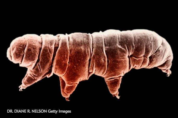 sciam's tweet image. Tardigrade protein helps human DNA withstand radiation bit.ly/2dhmTv1