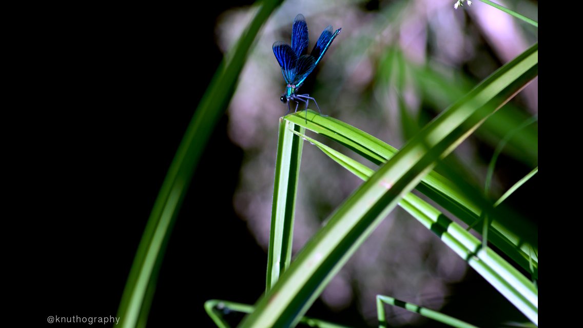 knuthography tweet picture