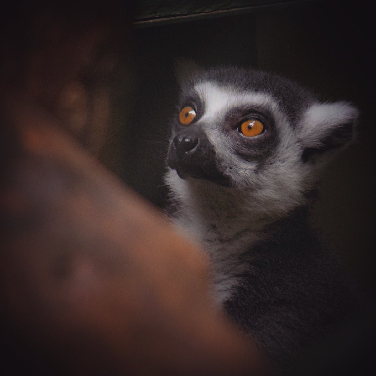 Day 216 of my #photochallenge gorgeous little furry creature @ShaldonZoo Really great day out!! More here: facebook.com/secretshutter