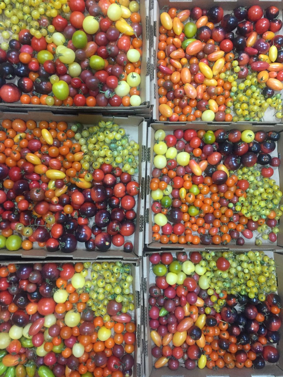 spokaneschools's tweet photo. This month's #fresh, #local, #delicious, #organic #tomatoes are provided to @SpokaneSchools kitchens by @jacksonfarmpro1! #HarvestOfTheMonth https://t.co/gCgaLkFc26