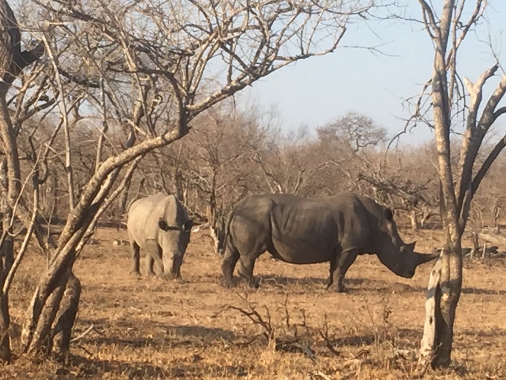 Still 32 degrees outside at 4:55pm but I got to see some Rhino! How can man ever want to kill the majestic animal? Shame on you, humans.