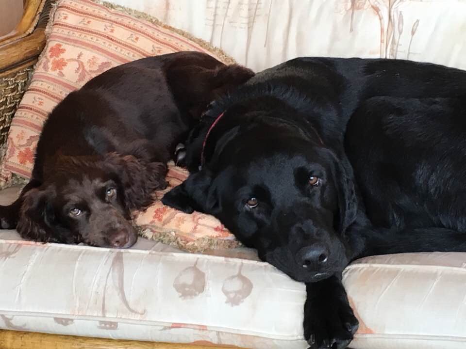 TGrunwell's tweet photo. IMPORTANT Puppy has been stolen from #EastHaddon , Ford Transit Possible plate AK52 ZDP. taken at 4.24 https://t.co/ii8D3V11uM