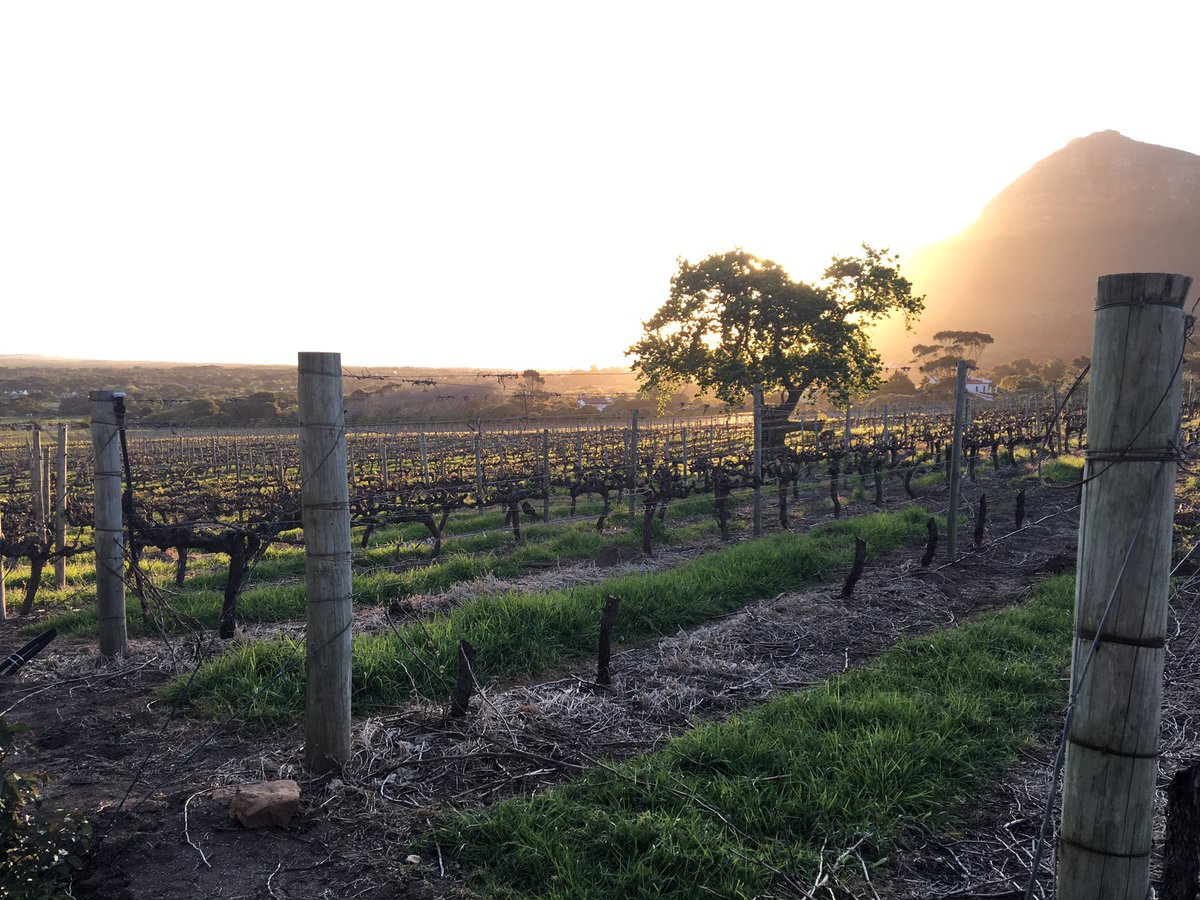 AdrenalineCPT's tweet photo. Ready to rumble @CPVineyards  upcoming #duskrun tomorrow evening #doitinthedark #healthylifestyle https://t.co/fTC0aRb1lY