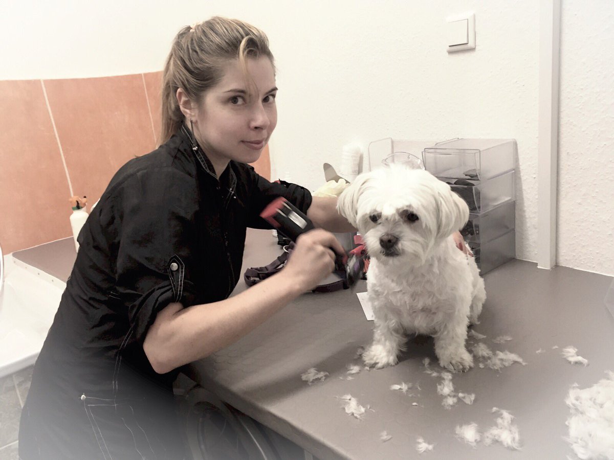 Bela's Hundesalon (@belashundesalon) on Twitter photo 