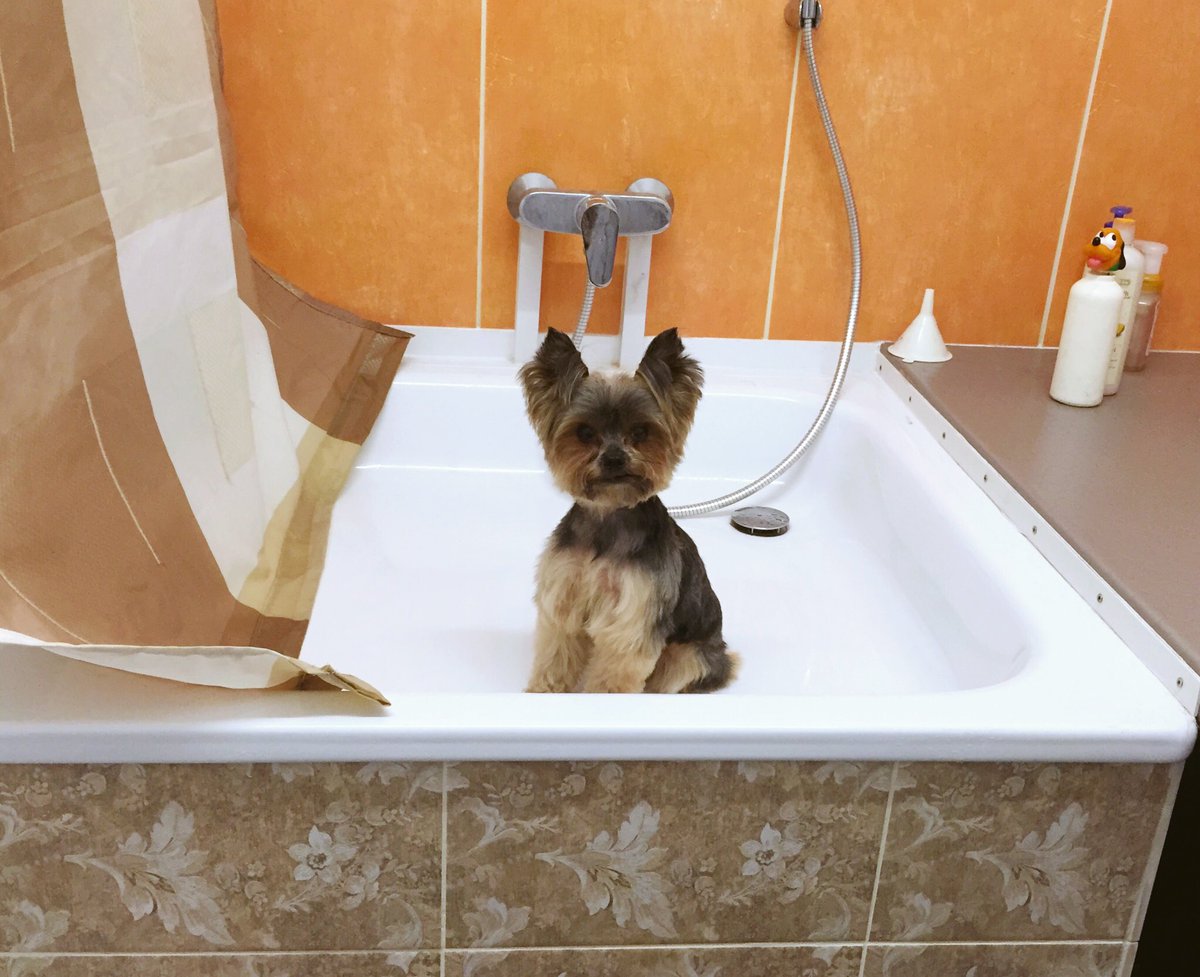 Bela's Hundesalon (@belashundesalon) on Twitter photo 