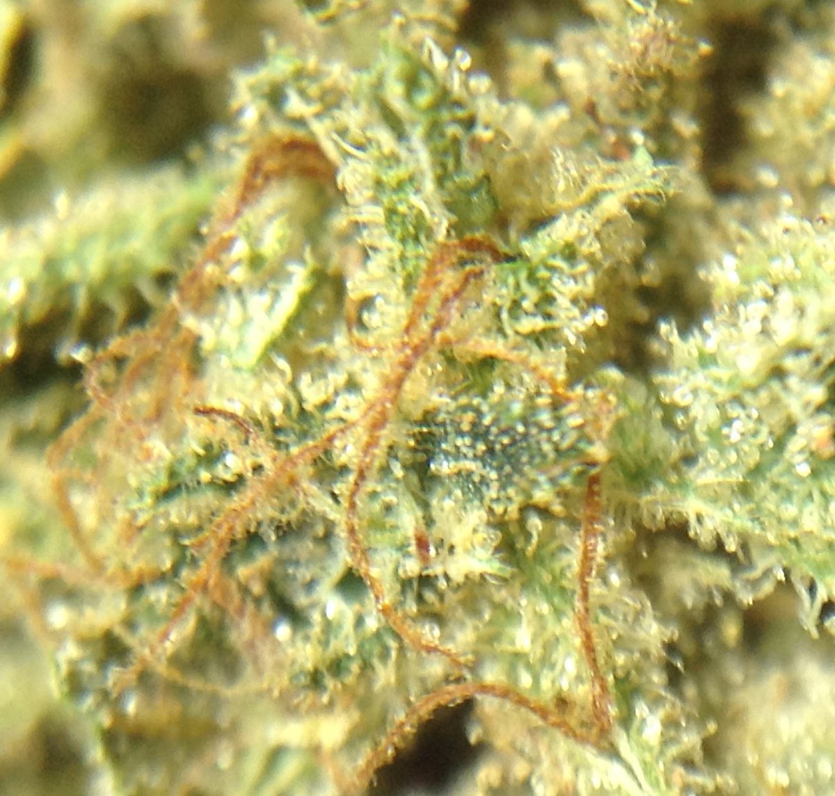 theAgingEnt's tweet photo. https://t.co/7P7XewdXKo #poisonbubbleberry #twistedsister #quick #talkitive #dank #smokeweedeveryday #stonernation #weed #chronic https://t.co/1ZYwPexiwd