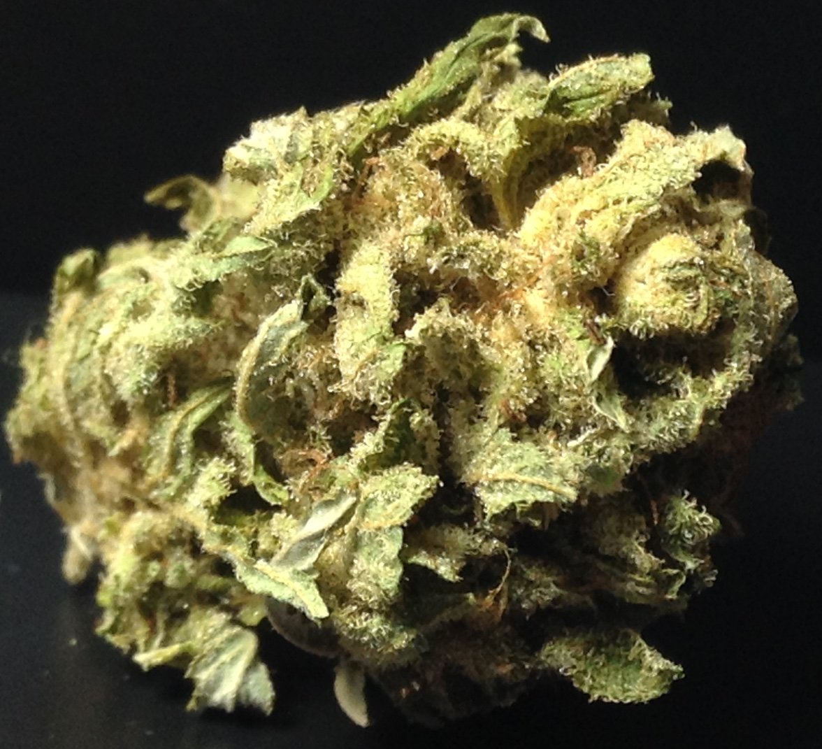 theAgingEnt's tweet photo. https://t.co/7P7XewdXKo #poisonbubbleberry #twistedsister #quick #talkitive #dank #smokeweedeveryday #stonernation #weed #chronic https://t.co/5F6IjuUwZy