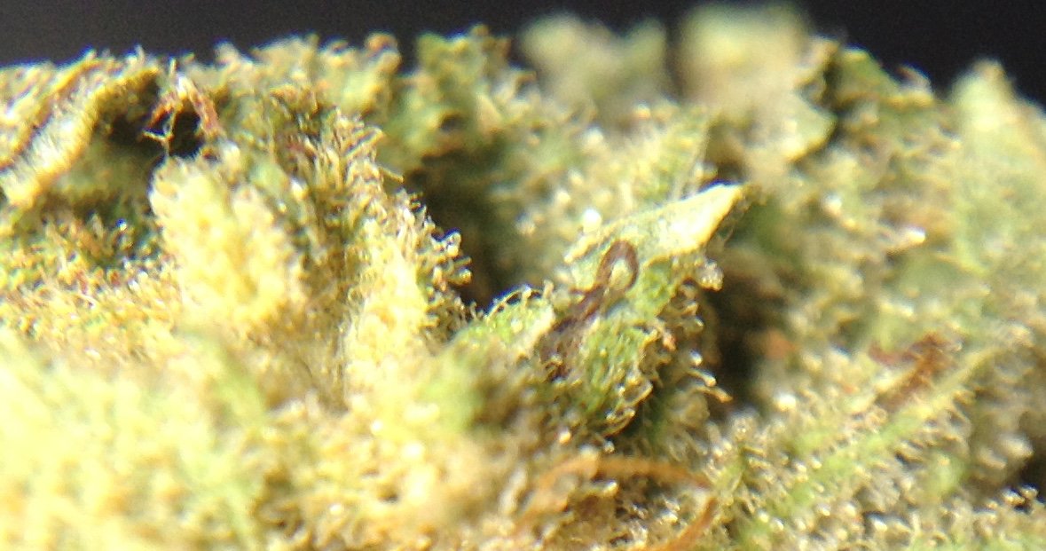 theAgingEnt's tweet photo. https://t.co/7P7XewdXKo #poisonbubbleberry #twistedsister #quick #talkitive #dank #smokeweedeveryday #stonernation #weed #chronic https://t.co/5YI1gHTMCB